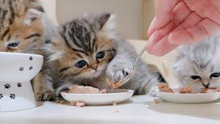 The kitten that was trying to prevent the food from being taken away was so cute!