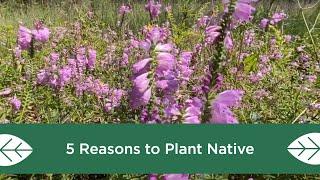 5 Reasons to Plant Native