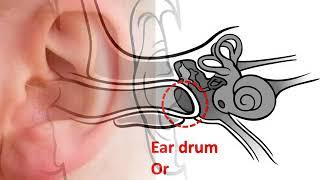 Biology – Sense Organs – The Structure of Ear – Part 1 - English