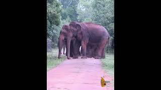 Elephant's Road Block - Wilpattu National Park | Wilpattu Sri Lanka #wildlife #elephant #shorts #big