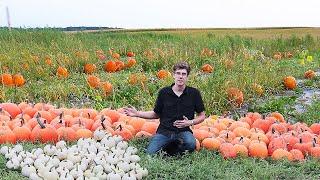 Pumpkin Garden Harvest SO Incredible It's SPOOKY!