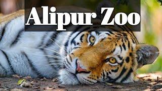 Beautiful Place to Visit | Alipur Zoo Kolkata