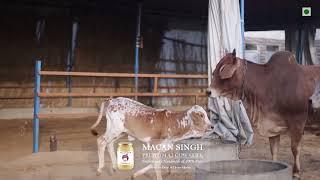 Traditional Desi Bilona/देसी बिलोना A2 Cow Ghee Making Process (Part 06)