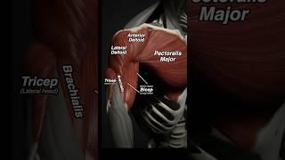 Anatomy of Chest Day #chestworkout #chestday #medical #3d #anatomy #muscle