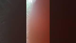 ГРОХУС ОРГАНИКАЛЫК ЖЕР СЕМИРТКИЧИН КОЛДОНУУНУ СУНУШТАЙМЫН