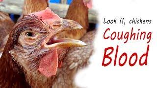 RAISING CHICKENS & Diseases. Infectious Laryngotracheitis, ILT Clinical Signs in Poultry