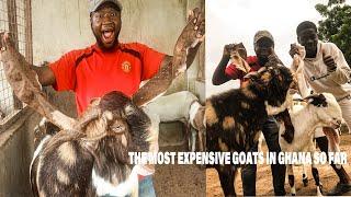 THE MOST EXPENSIVE GOATS IN GHANA SO FAR