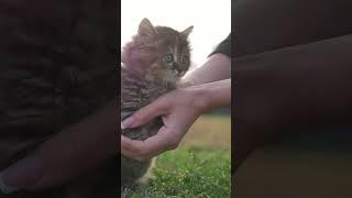 Heartstrings. Tiny Paws