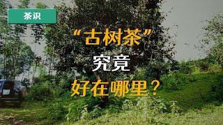 都说古树茶“好”，那它究竟“好”在哪里呢？