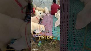 Masha Allah | Bakra Mandi 2024 | Qurbani 2025 #shorts #viral