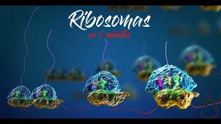 Ribosomas ¡en 5 minutos!