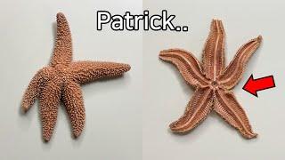 Strange Patterns Inside a Starfish !  - Starfish Dissection