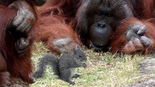 Squirrel Eating with Orangutans FYV