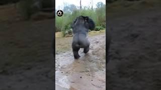 Why They Hate Raining...|| #shorts #gorilla #rain ।।