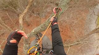 SRT climbing, Traversing TreeTops, Climbing with DMM Captain Hook, RopeWrench, Petzl ZigZag.