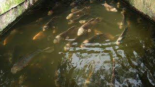 UNTUNG DARI BUDIDAYA IKAN GURAME KOLAM BETON