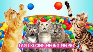 Lagu kucing lucu bermain mandi bola | Lagu anak paling populer