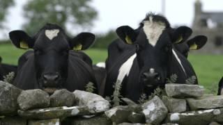 Career opportunities in dairy farming