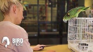 CAGE BOUND AMAZON Finally Leaves His Cage | Training Cage Bound Parrots