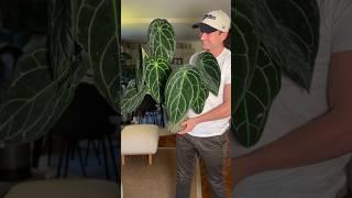 Brad is ruining the illusion 🫣#anthuriuagnificumxforgetii #houseplants #plantsmakepeoplehappy