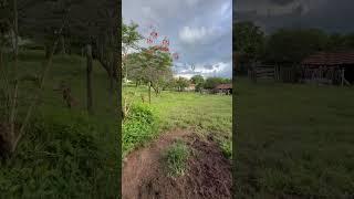 Velha porteira #roça #fazenda #shorts