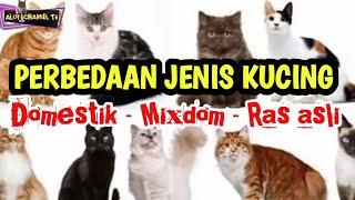 Perbedaan kucing domestik, mixdom dan ras asli