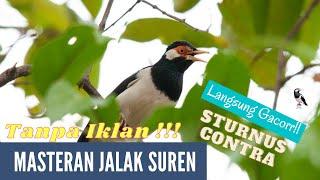 Masteran Burung Jalak Suren TANPA IKLAN!!