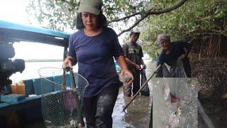 LUAR BIASA!!!di belakang tembok PERTAMINA  sarang kepiting dan udang//sampe keteter