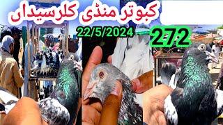 272 l Kabootar Mandi Kallar Syedan | Part 2 | Latest Update High Flyer Pigeon Market Price 22/5/2024