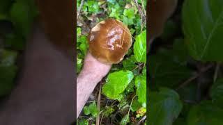 First penny bun of season for me :) #mushroom #cèpes #pennybun #foraging #boletus #boletusedulis