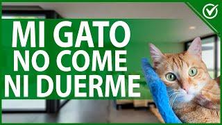  ¿Por qué mi GATO no quiere comer y DUERME MUCHO? ¿Está enfermo? 