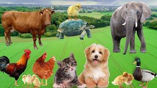 Cute Farm Animals - Cow, Chicken, Horse, Goat, Sheep, Dog - Animal Sounds.