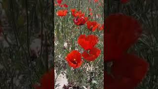 Приглашаю вас посмотреть видео о поездке в Киргизию :)  https://www.youtube.com/watch?v=s64kVyWBYyw