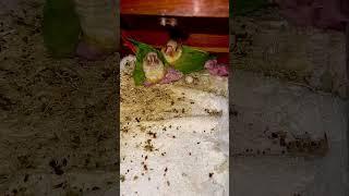 Second week for new Conure babies. #birds #parrot #mickysworld #giffordbrothers #greencheekconures