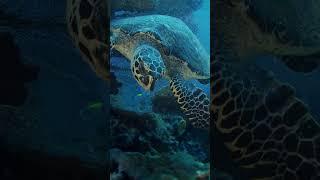 Hawksbill Turtle: Ocean Navigators in Peril #educationalshorts #nature #wildlife