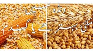 Maize and Wheat grains  Nutrition.