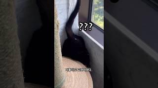 맨땅에 다이빙 #검은고양이 #다홍이 #박수홍 #행복해다홍