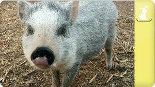 How to keep my pig healthy - My Pet Pig