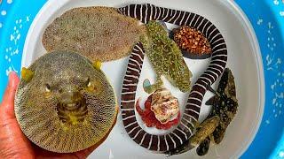 Catch puffer fish and hermit crabs, snails, slugs, crabs, sea fish, clams, eels, groupers