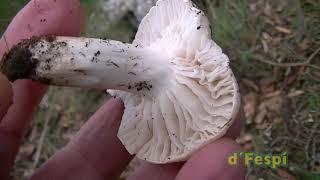 HYGROPHORUS PSEUDODISCOIDEUS-  Higróforo pseudodiscoideo- (204k50f)