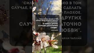 Мудрые слова  Цитата про жизнь, любовь и силу  #shorts #motivation #цитаты #жизнь #любовь