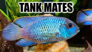 Top 10 Tank Mates for Electric Blue Acara