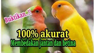 Cara membedakan Lovebird jantan dan betina‼️100% akurat dan mudah.