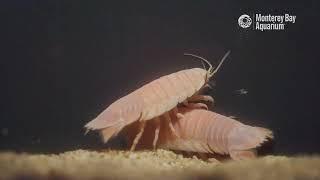Japanese giant isopods | The Critter Corner