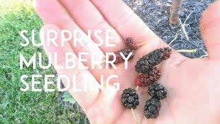 Illinois Everbearing Mulberry Vs. Seedling
