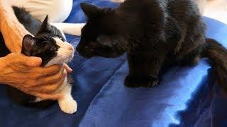 Cat & Kitten Massage Therapy - Athena Jezik - Relaxing