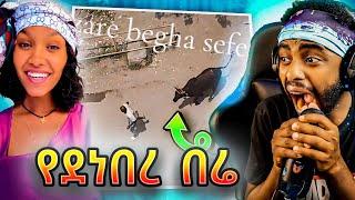 አስደንጋጩ ህዝብ የጨረሰው በሬ እና Ethiopian Gold Digger #youtube | Seifu on EBS