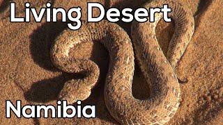 Tommy's Living Desert Tour Swakopmund – Safari in Namibia  (English subtitles)