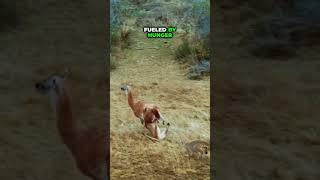Unbelievable: Guanaco Overpowers Puma!  #NatureBattle #WildEncounter #puma #guanaco