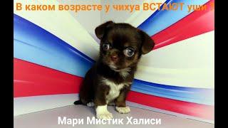 КОГДА у #чихуахуа ВСТАЮТ уши ? #НЕСЧАСТНЫЕ НЕ #кастрированные_собаки живущие в КАРЦЕРЕ всю жизнь.